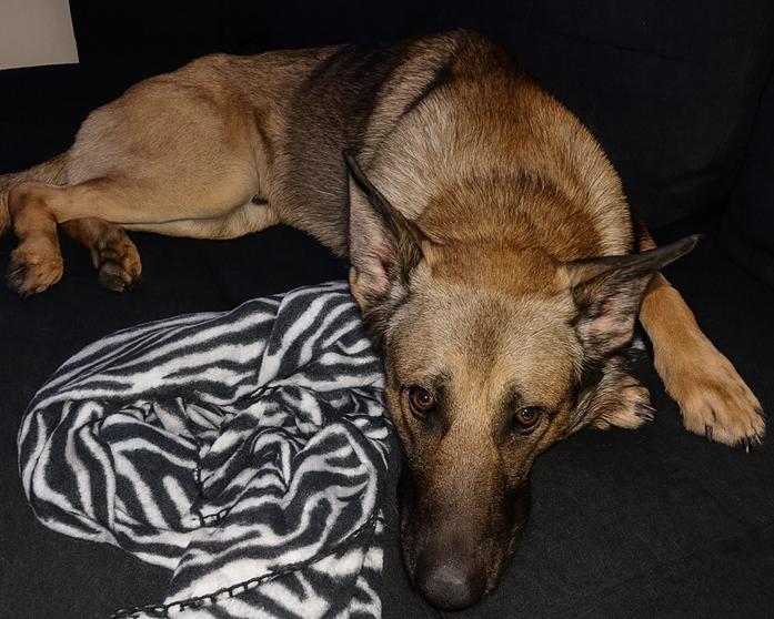 Enlarge Durango, a Adoptable mixed breed in Roanoke, VA image 1/5