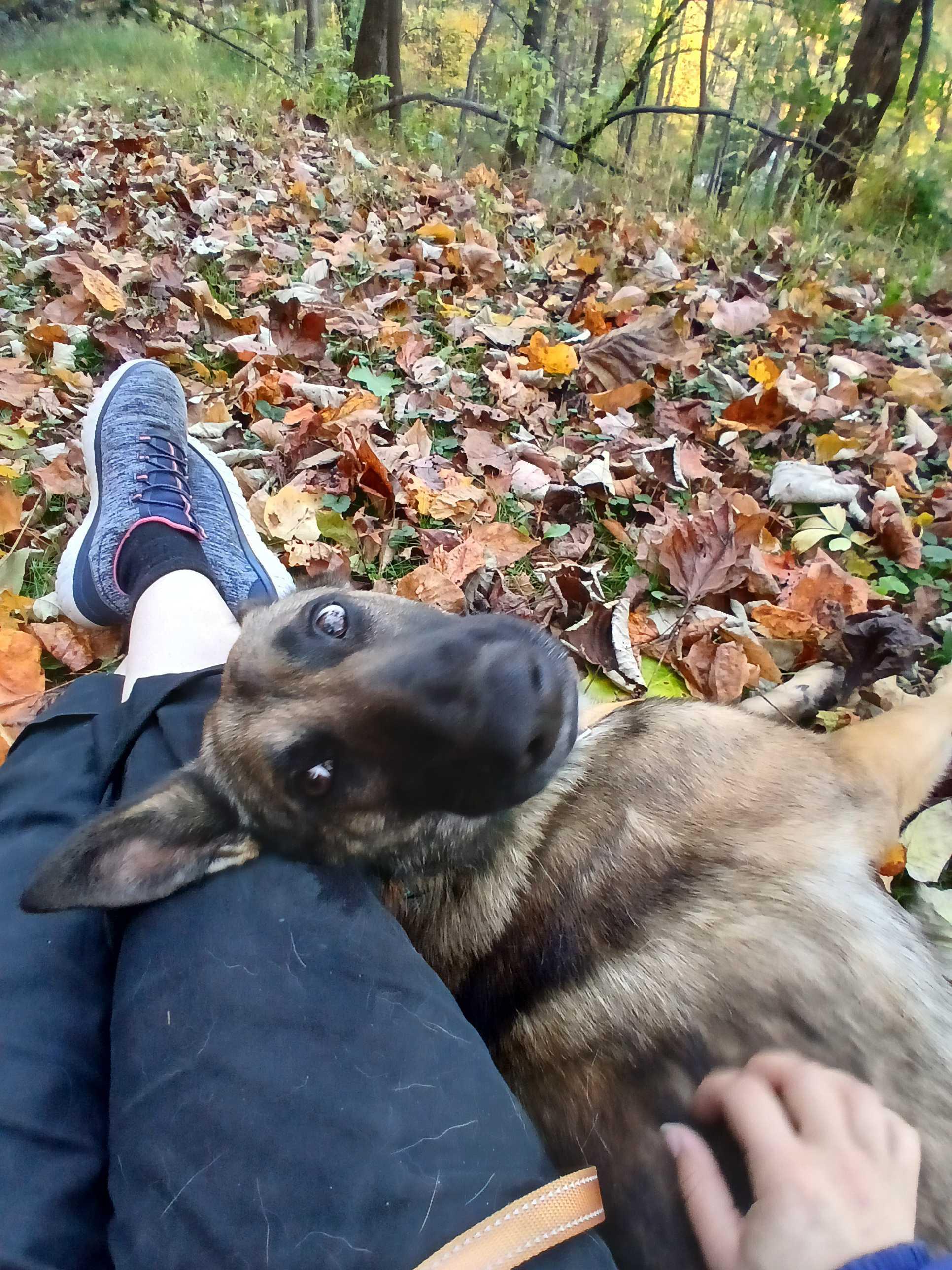 Enlarge Durango, a Adoptable mixed breed in Roanoke, VA image 4/5