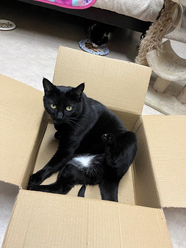 Cruella K, Adoptable, Adult Female Domestic Short Hair.