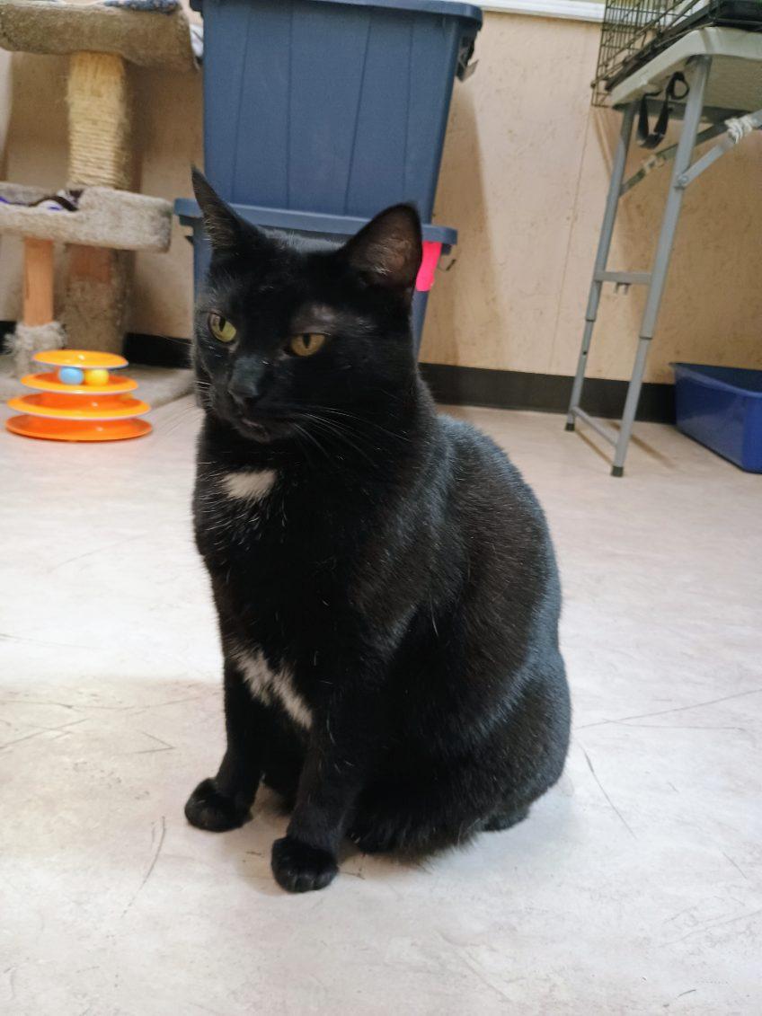 Cruella, a Adoptable mixed breed in Sherwood, OR image 4/4