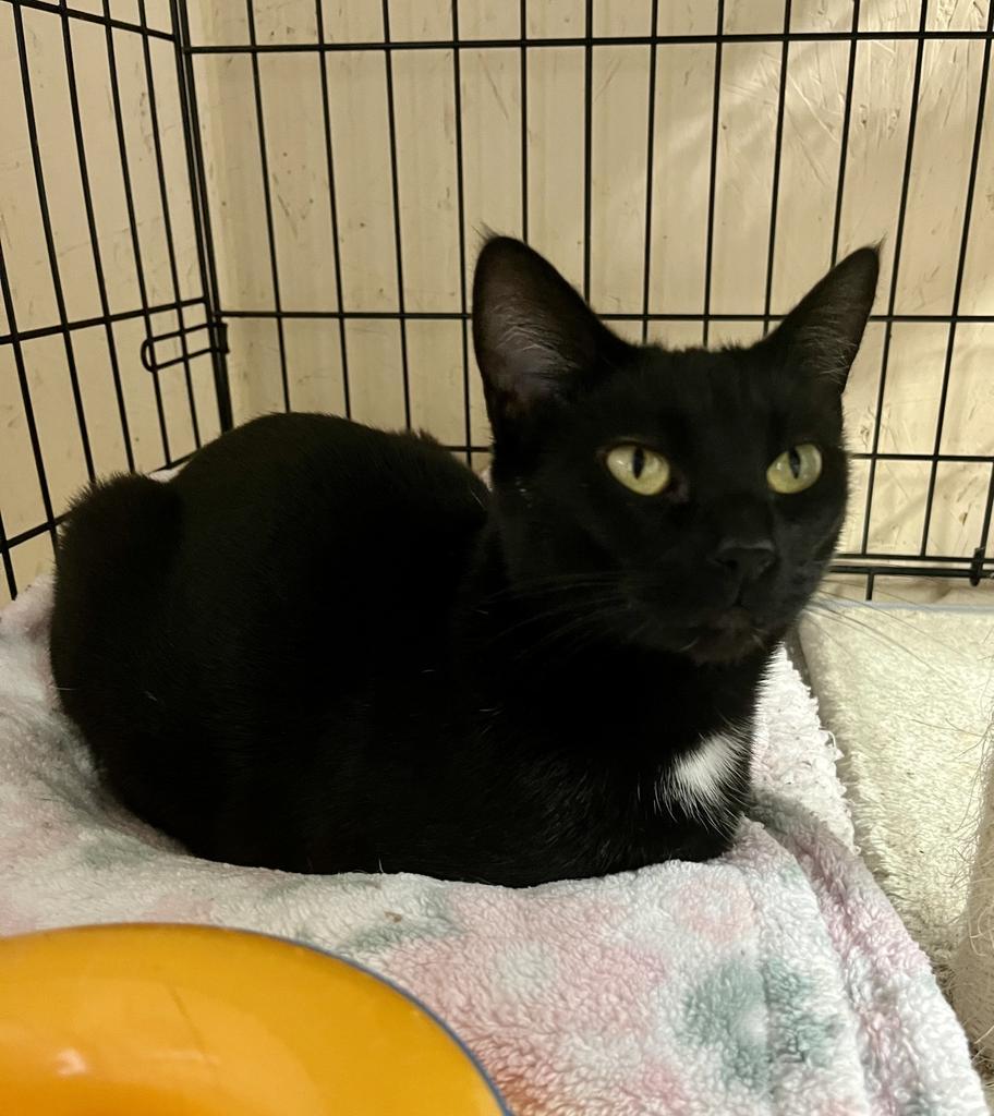 Cruella K, Adoptable, Adult Female Domestic Short Hair.
