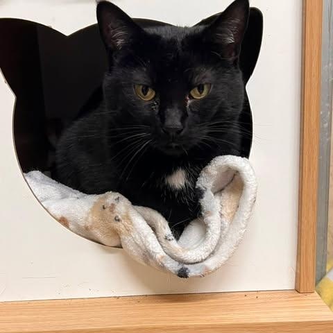 Cruella, Adoptable, Adult Female Domestic Short Hair.