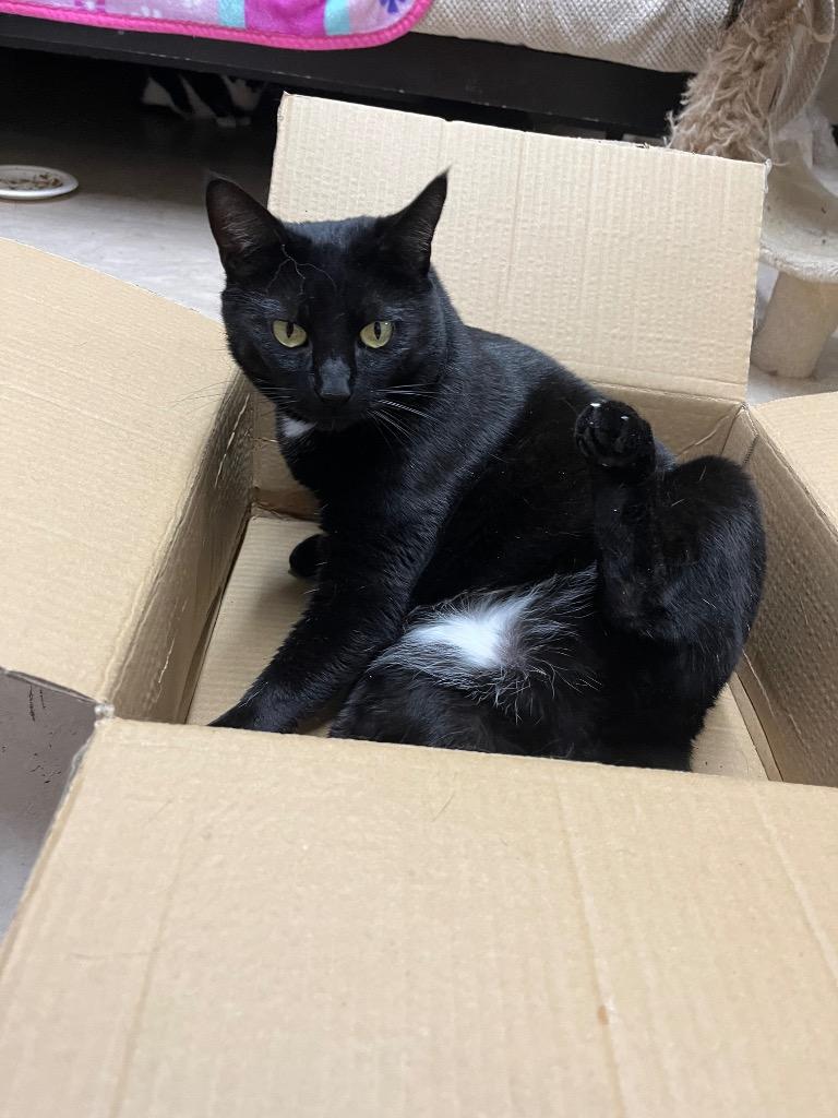 Enlarge Cruella K, a Adoptable mixed breed in Sherwood, OR image 3/3