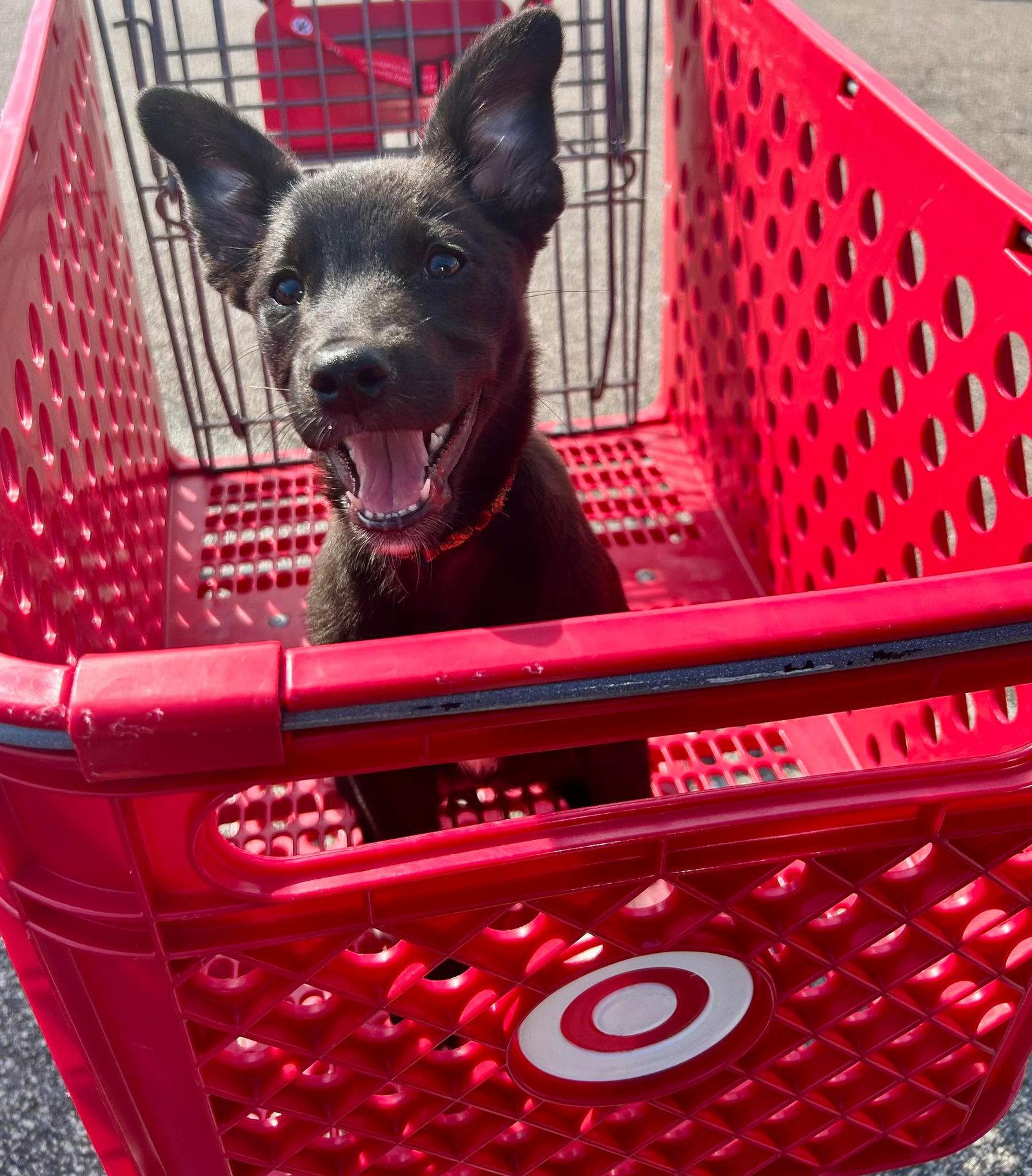 Daisy, Adoptable, Puppy Female Border Collie.