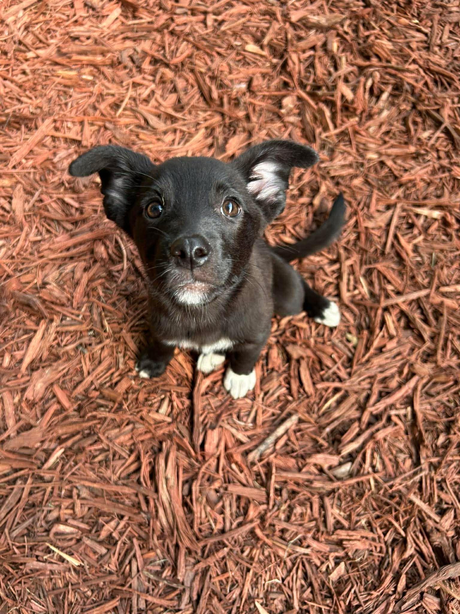 Enlarge Daisy, a Adoptable Border Collie in Mount Pleasant, SC image 2/3