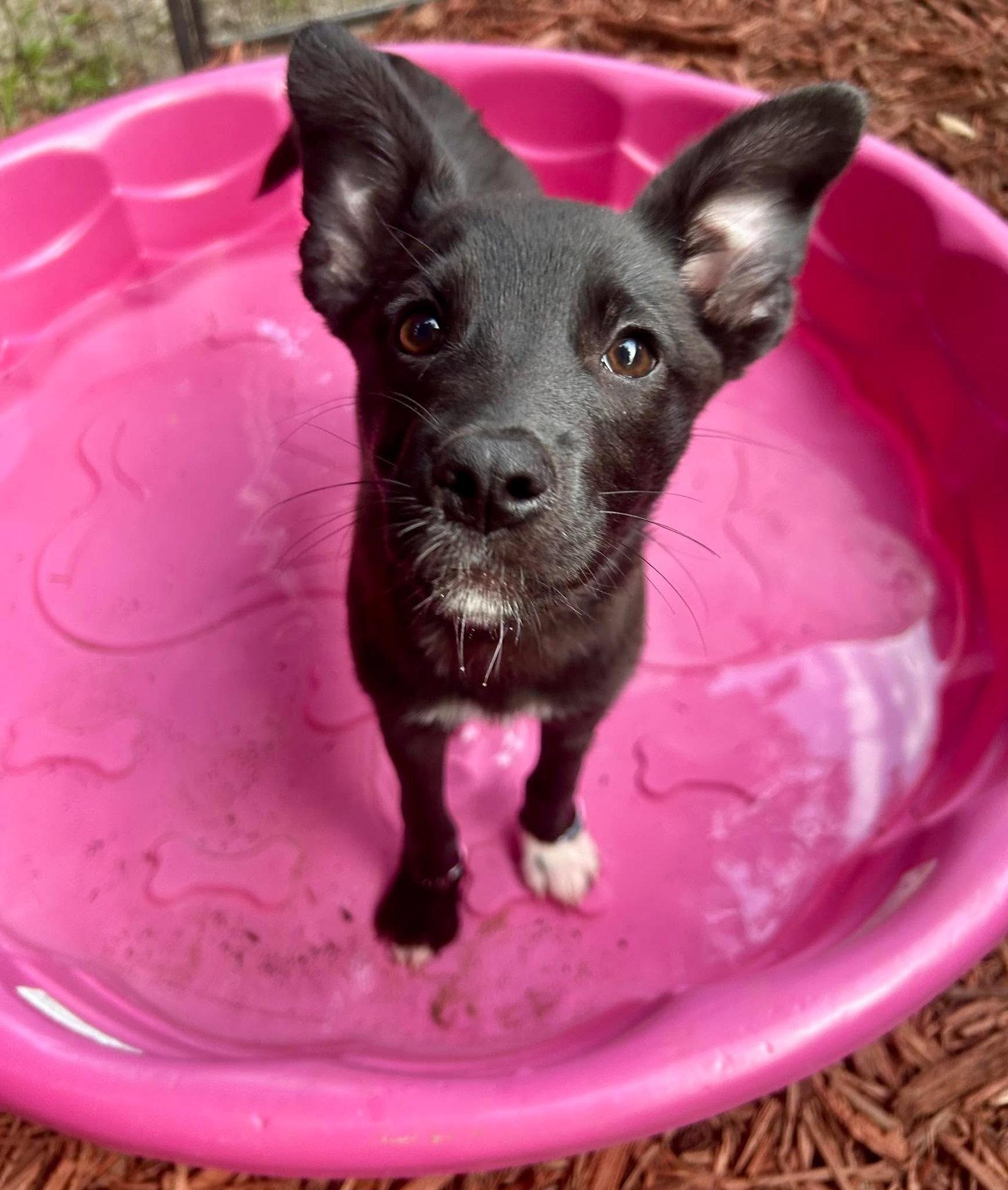 Enlarge Daisy, a Adoptable Border Collie in Mount Pleasant, SC image 3/3