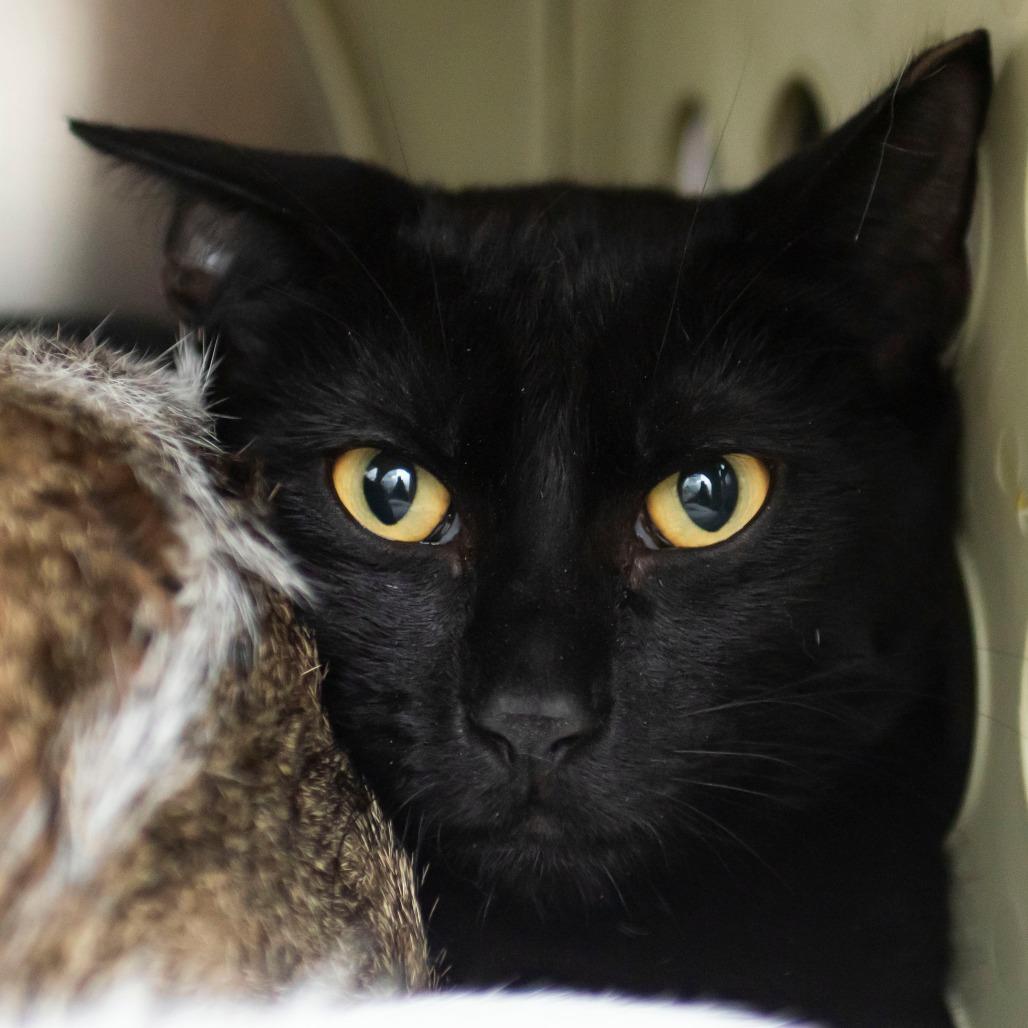 Enlarge Dusky, a Adoptable Domestic Short Hair in Middletown, RI image 1/1