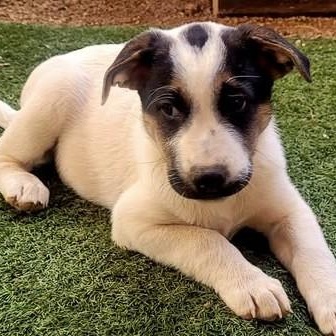Pepper, adopted, Puppy Female Mixed Breed.