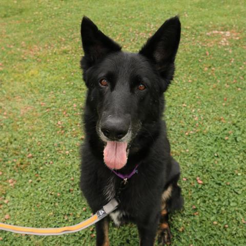 WINSTON, Adoptable, Adult Male German Shepherd Dog.