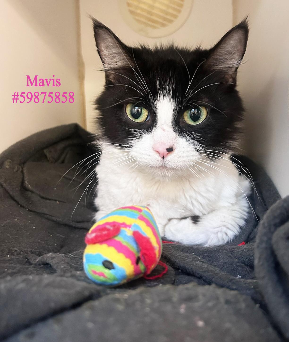 Enlarge Mavis, a ADOPTABLE Domestic Short Hair in Wilkes Barre, PA image 1/1