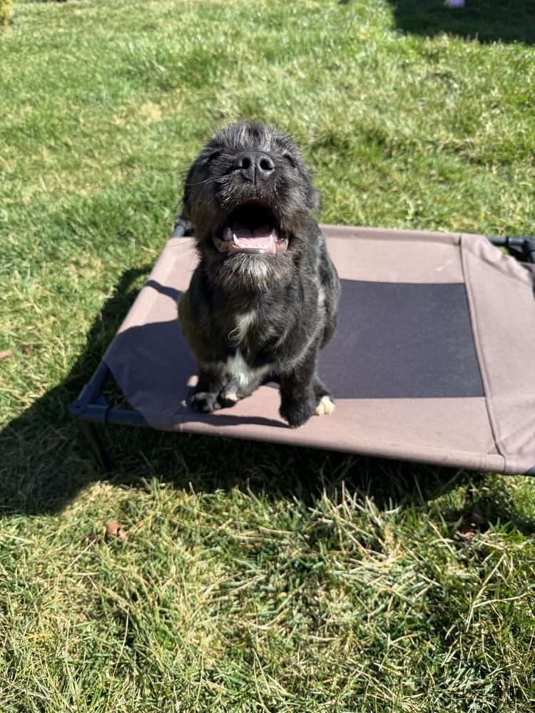 Enlarge Bo Peep, a Adoptable mixed breed in Xenia, OH image 1/6