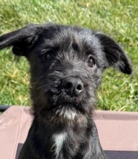 Enlarge Bo Peep, a Adoptable mixed breed in Xenia, OH image 2/6