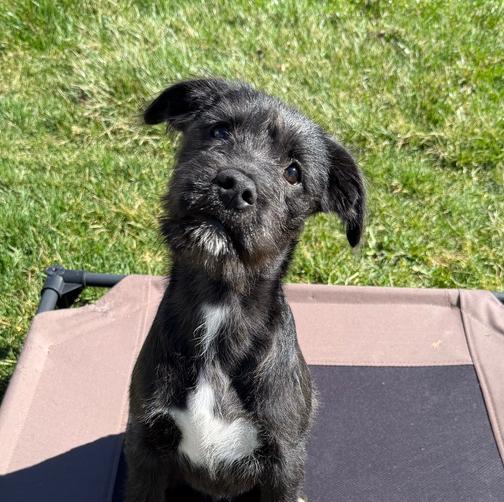 Enlarge Bo Peep, a Adoptable mixed breed in Xenia, OH image 3/6