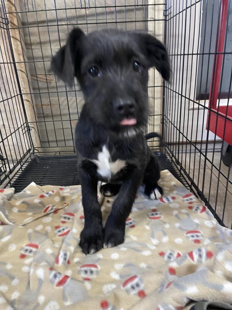 Enlarge Bo Peep, a Adoptable mixed breed in Xenia, OH image 4/6