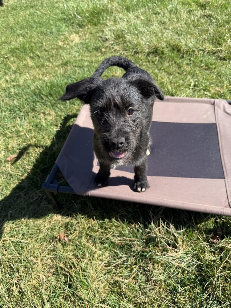 Enlarge Bo Peep, a Adoptable mixed breed in Xenia, OH image 5/6