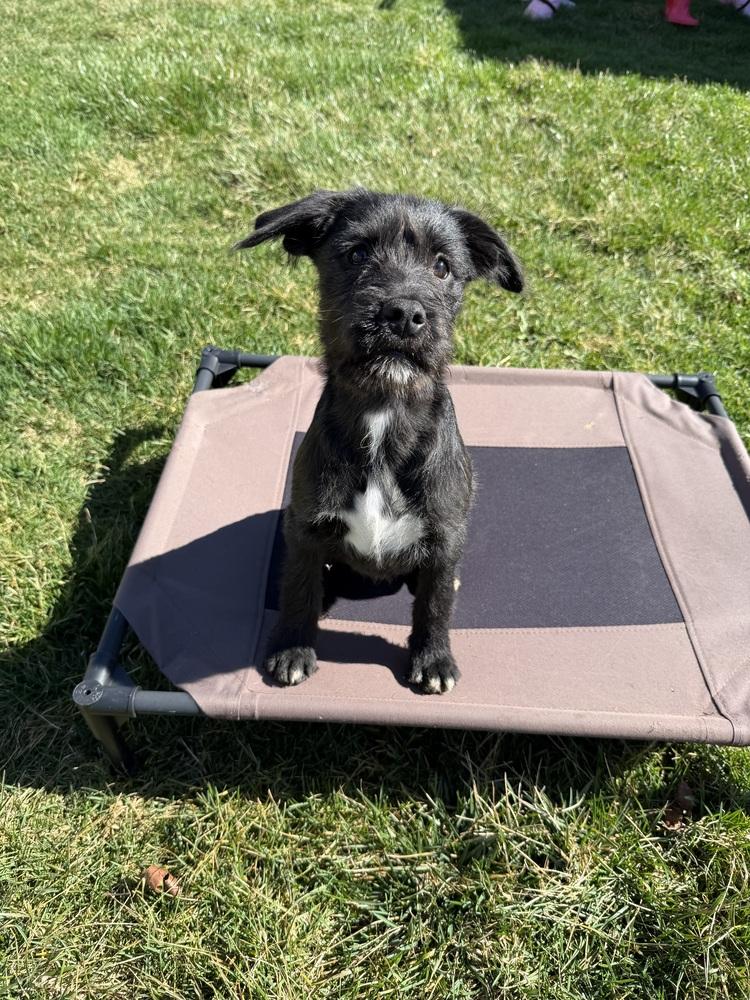 Enlarge Bo Peep, a Adoptable mixed breed in Xenia, OH image 6/6