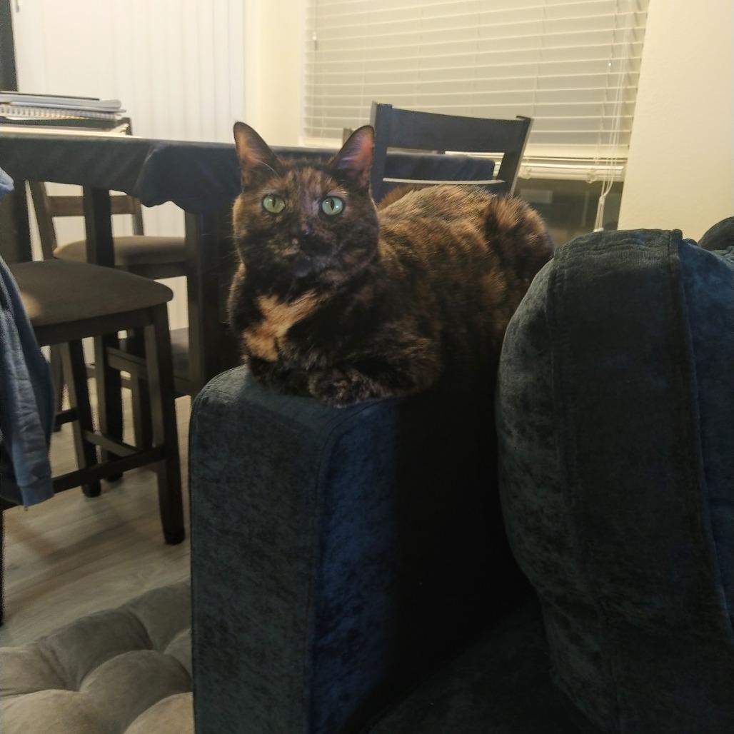 Xena, Adoptable, Adult Female Domestic Short Hair.