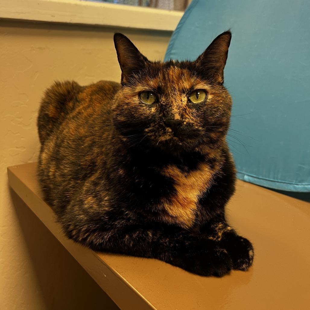 Xena, Adoptable, Adult Female Domestic Short Hair.