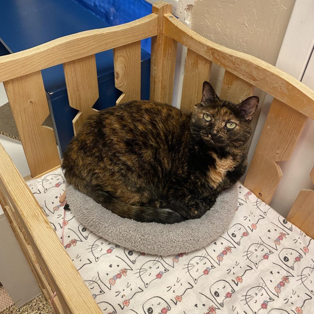 Enlarge Xena, a Adoptable Domestic Short Hair in Tempe, AZ image 2/5