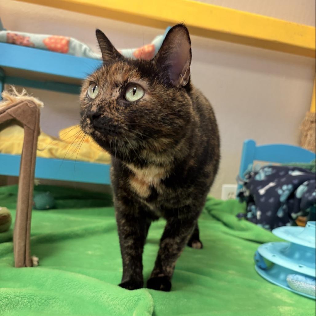 Enlarge Xena, a Adoptable Domestic Short Hair in Tempe, AZ image 3/5