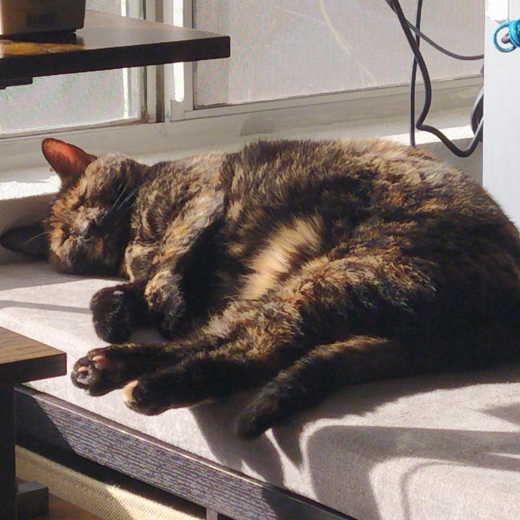 Enlarge Xena, a Adoptable Domestic Short Hair in Tempe, AZ image 4/6