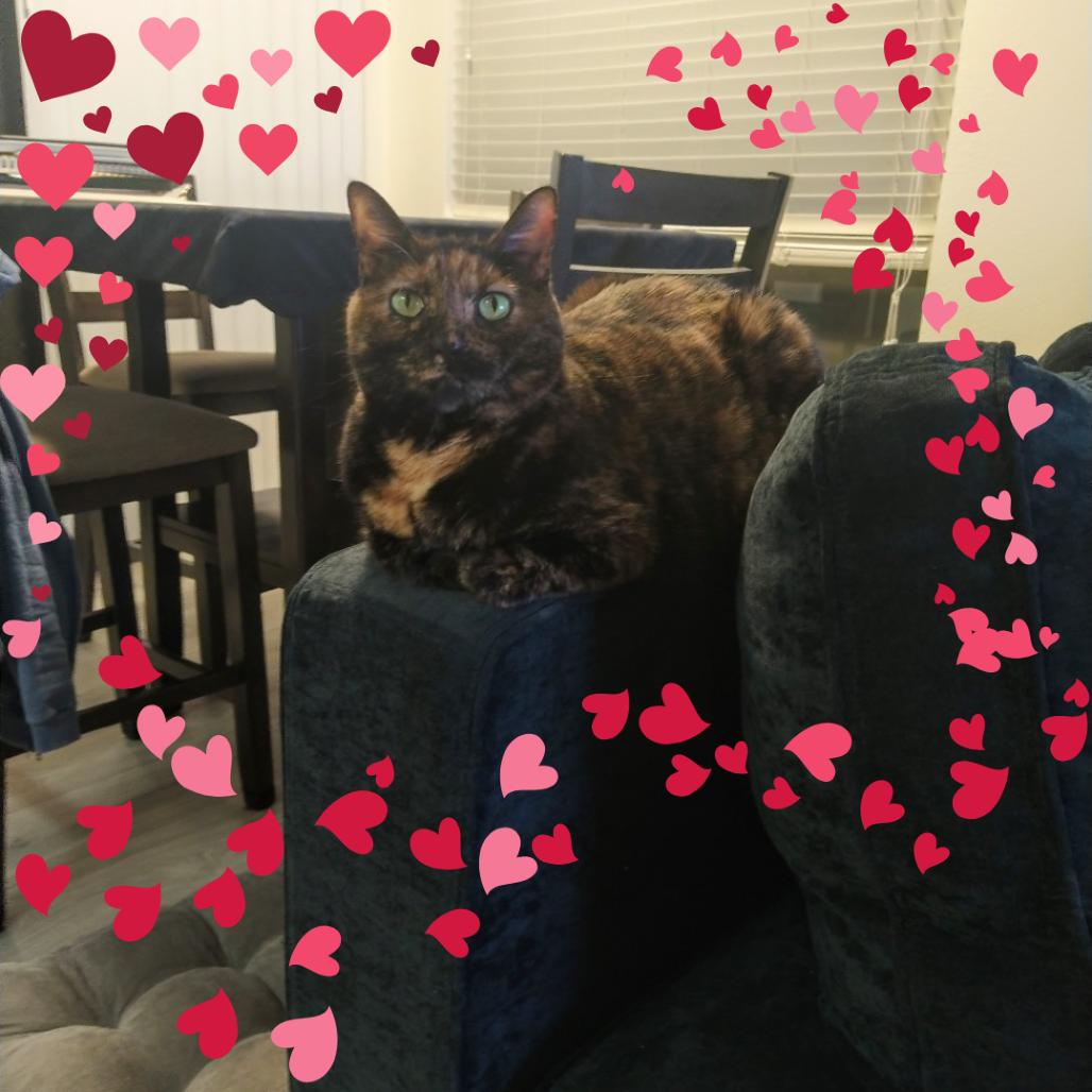 Enlarge Xena, a Adoptable Domestic Short Hair in Tempe, AZ image 4/6