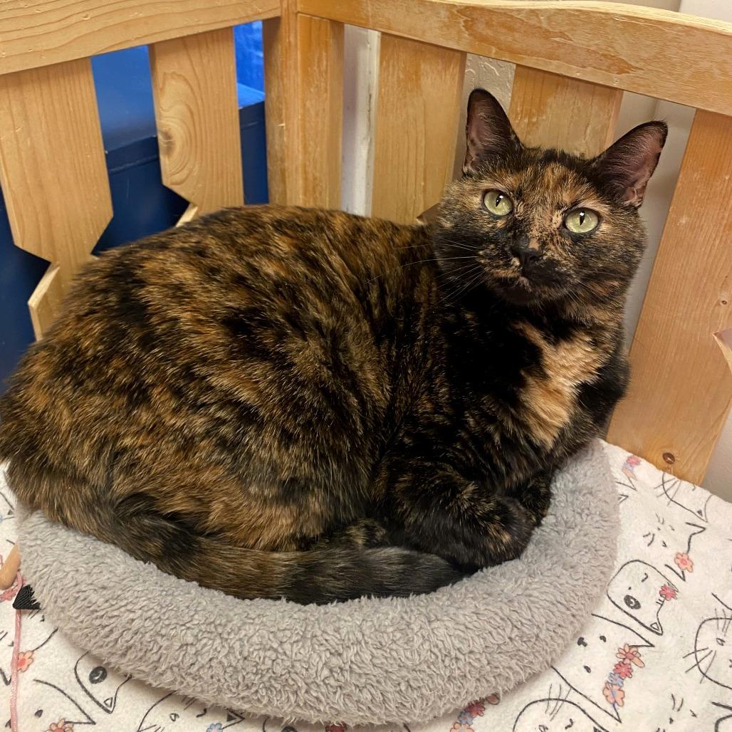 Enlarge Xena, a Adoptable Domestic Short Hair in Tempe, AZ image 4/5