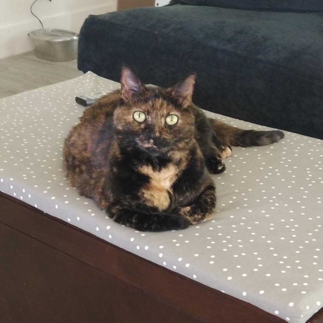Xena, a Adoptable Domestic Short Hair in Tempe, AZ image 5/6