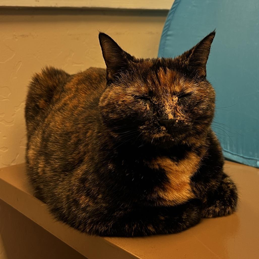 Enlarge Xena, a Adoptable Domestic Short Hair in Tempe, AZ image 5/5