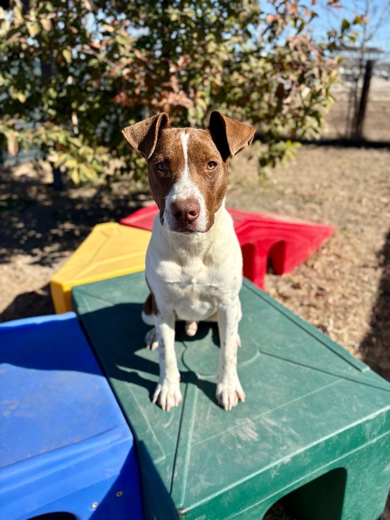 Luckie, Adoptable, Puppy Male American Staffordshire Terrier & Boxer.