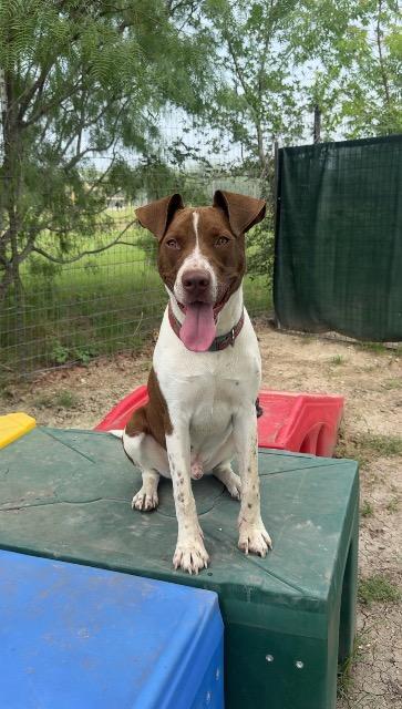 Enlarge Luckie, a Adoptable mixed breed in New Braunfels, TX image 2/6