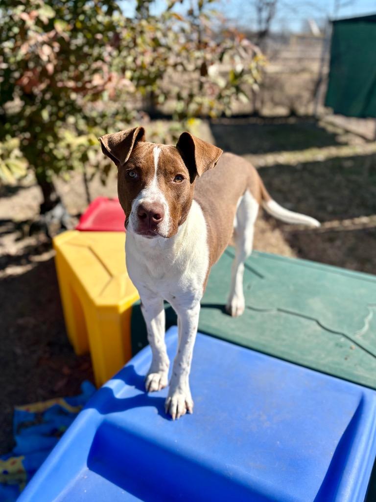 Enlarge Luckie, a Adoptable mixed breed in New Braunfels, TX image 2/3
