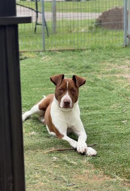 Enlarge Luckie, a Adoptable mixed breed in New Braunfels, TX image 4/6