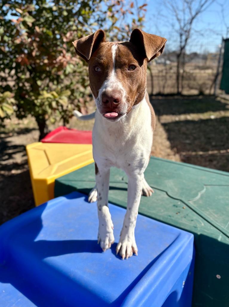 Enlarge Luckie, a Adoptable mixed breed in New Braunfels, TX image 3/3