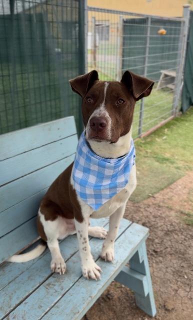 Enlarge Luckie, a Adoptable mixed breed in New Braunfels, TX image 6/6