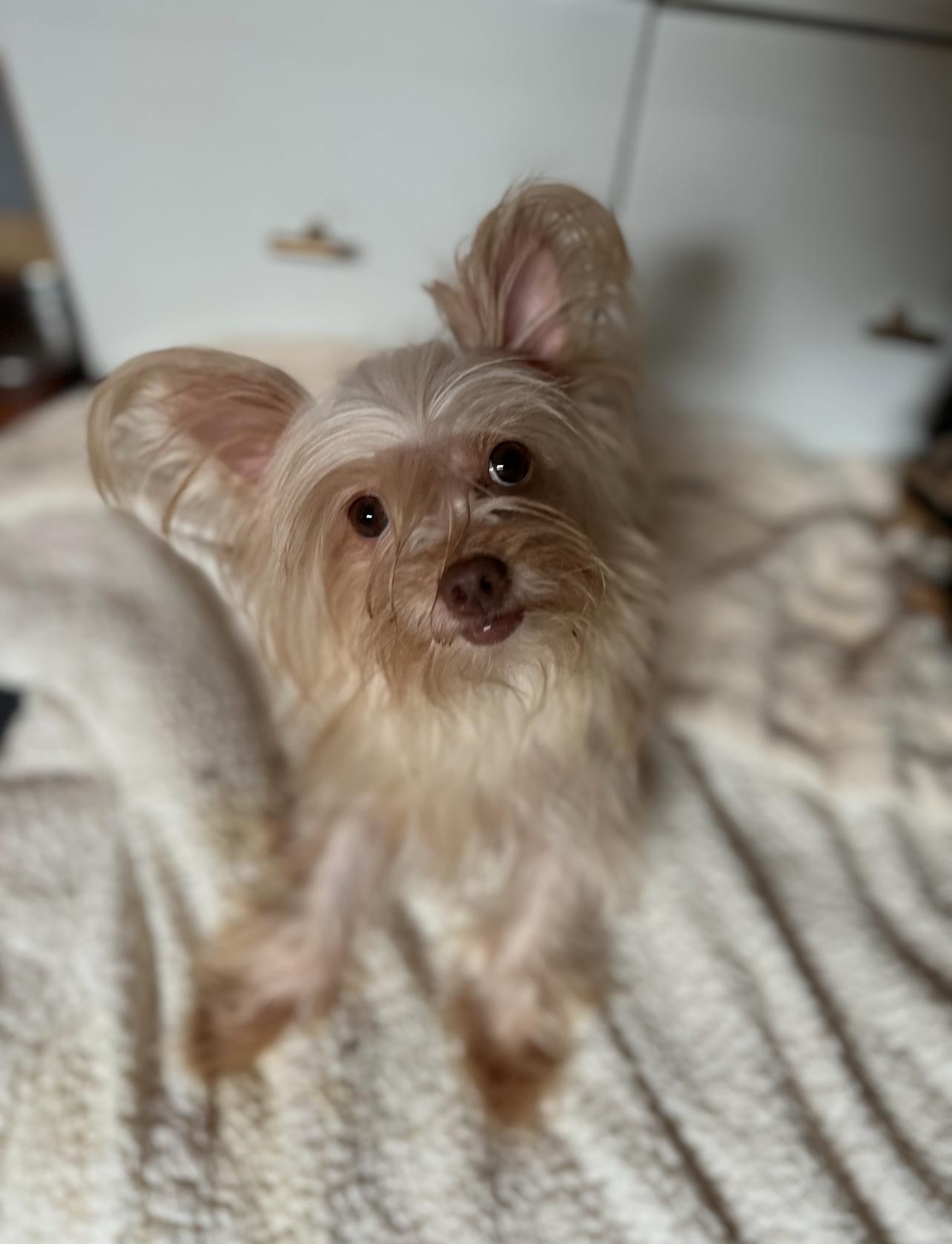 Enlarge Tina, an adopted mixed breed in West Hollywood, CA image 1/1