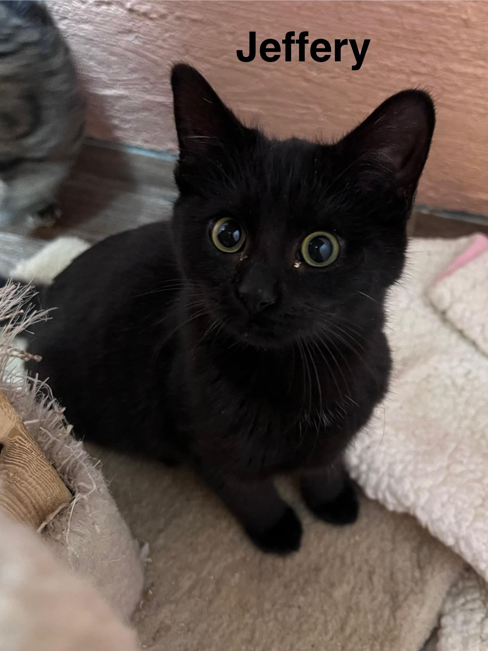 Enlarge Jeffrey, a ADOPTABLE Domestic Short Hair in Muncie, IN image 1/1
