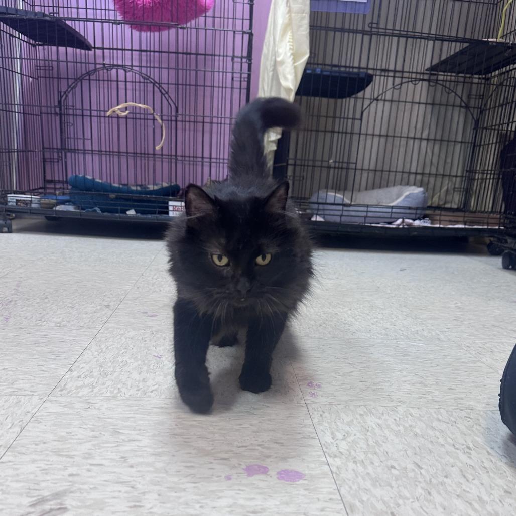 Sarah, Adoptable, Adult Female Domestic Medium Hair.