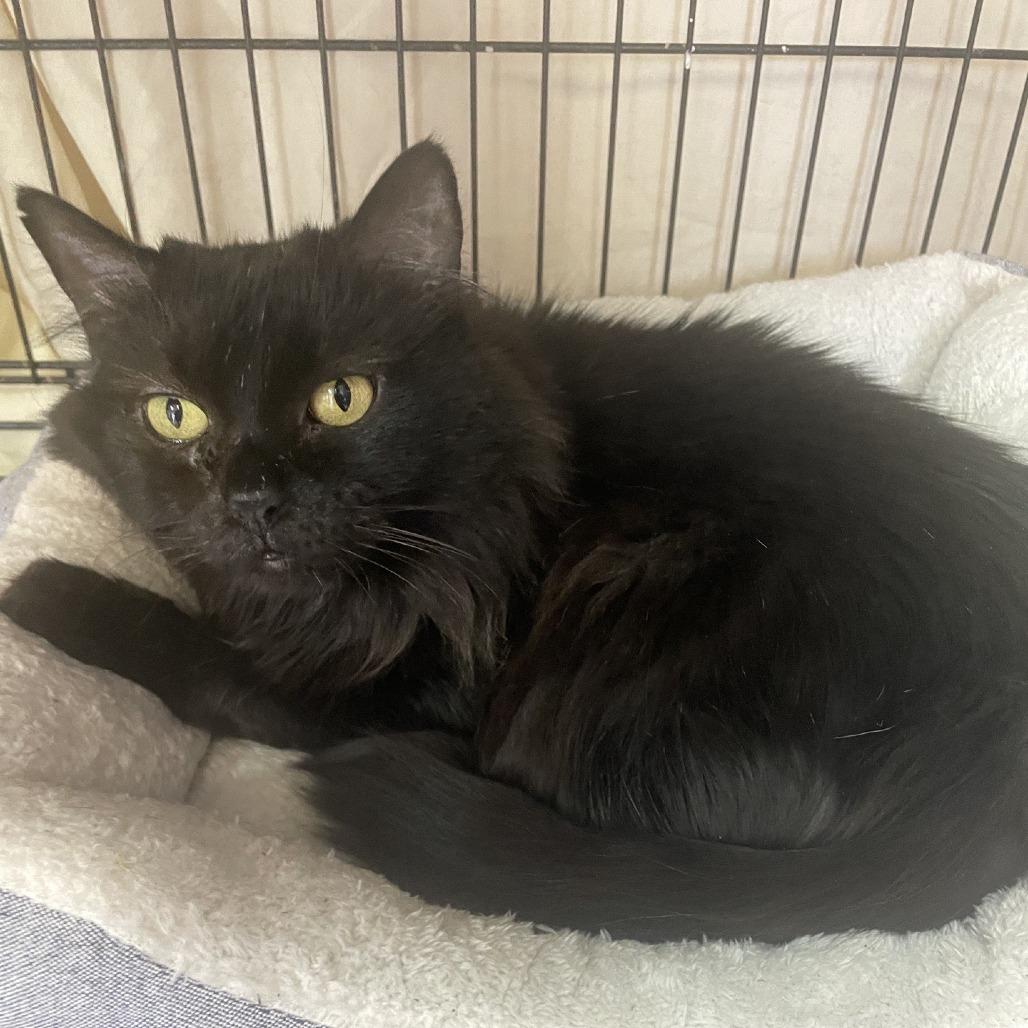 Enlarge Sarah, a Adoptable Domestic Medium Hair in Branson, MO image 2/4