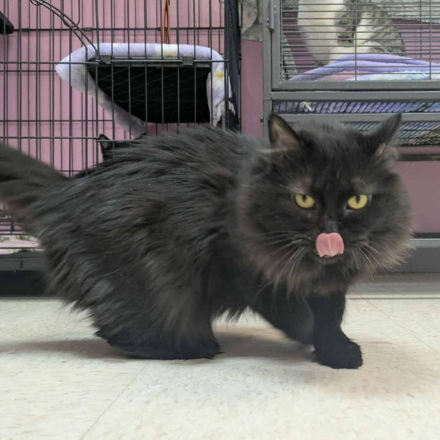 Enlarge Sarah, a Adoptable Domestic Medium Hair in Branson, MO image 3/4
