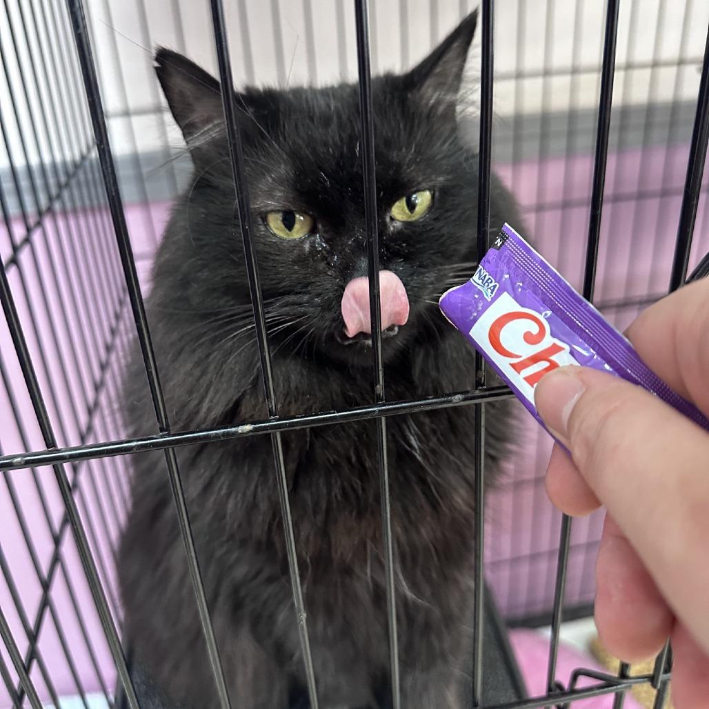 Enlarge Sarah, a Adoptable Domestic Medium Hair in Branson, MO image 4/6