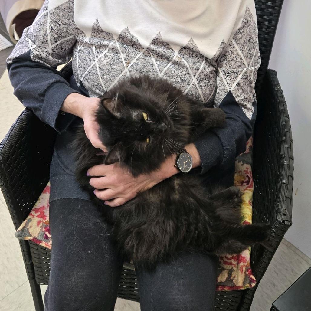 Sarah, a Adoptable Domestic Medium Hair in Branson, MO image 4/5