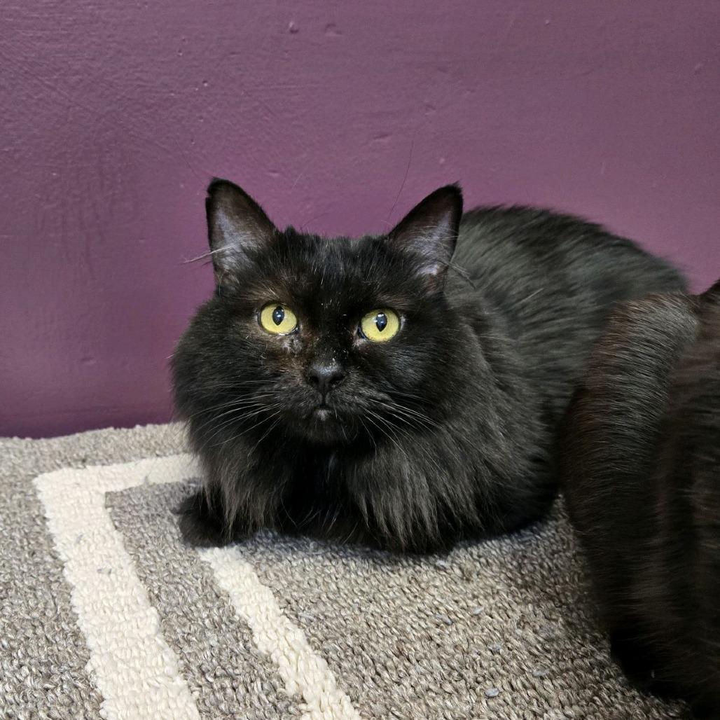 Enlarge Sarah, a Adoptable Domestic Medium Hair in Branson, MO image 1/1