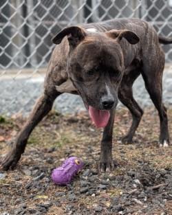 Ziggy, a Adoptable mixed breed in Hamilton, NJ image 1/3