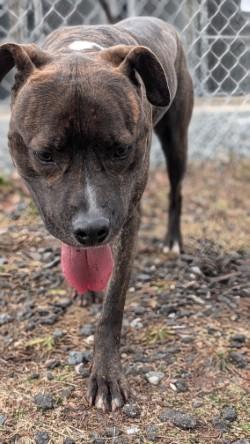 Ziggy, a Adoptable mixed breed in Hamilton, NJ image 3/3