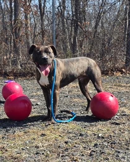 Enlarge Ziggy, a Adoptable mixed breed in Hamilton, NJ image 3/3