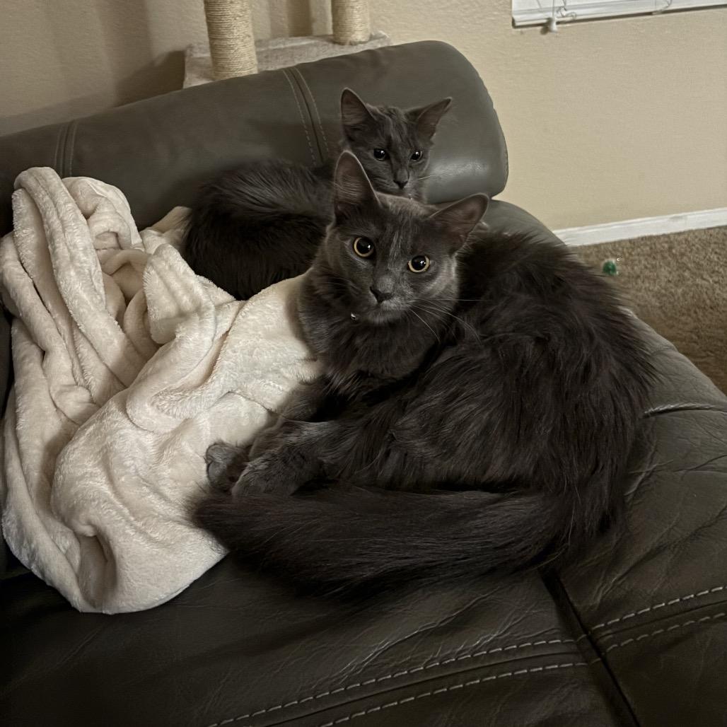 Sylvia, Adoptable, Adult Female Domestic Long Hair.