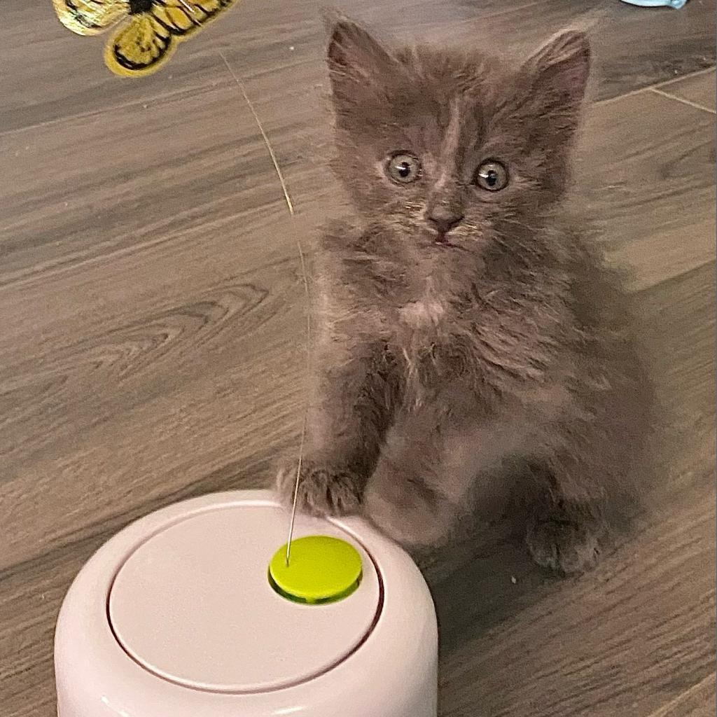 Sylvia, a Adoptable Domestic Long Hair in Phoenix, AZ image 2/6