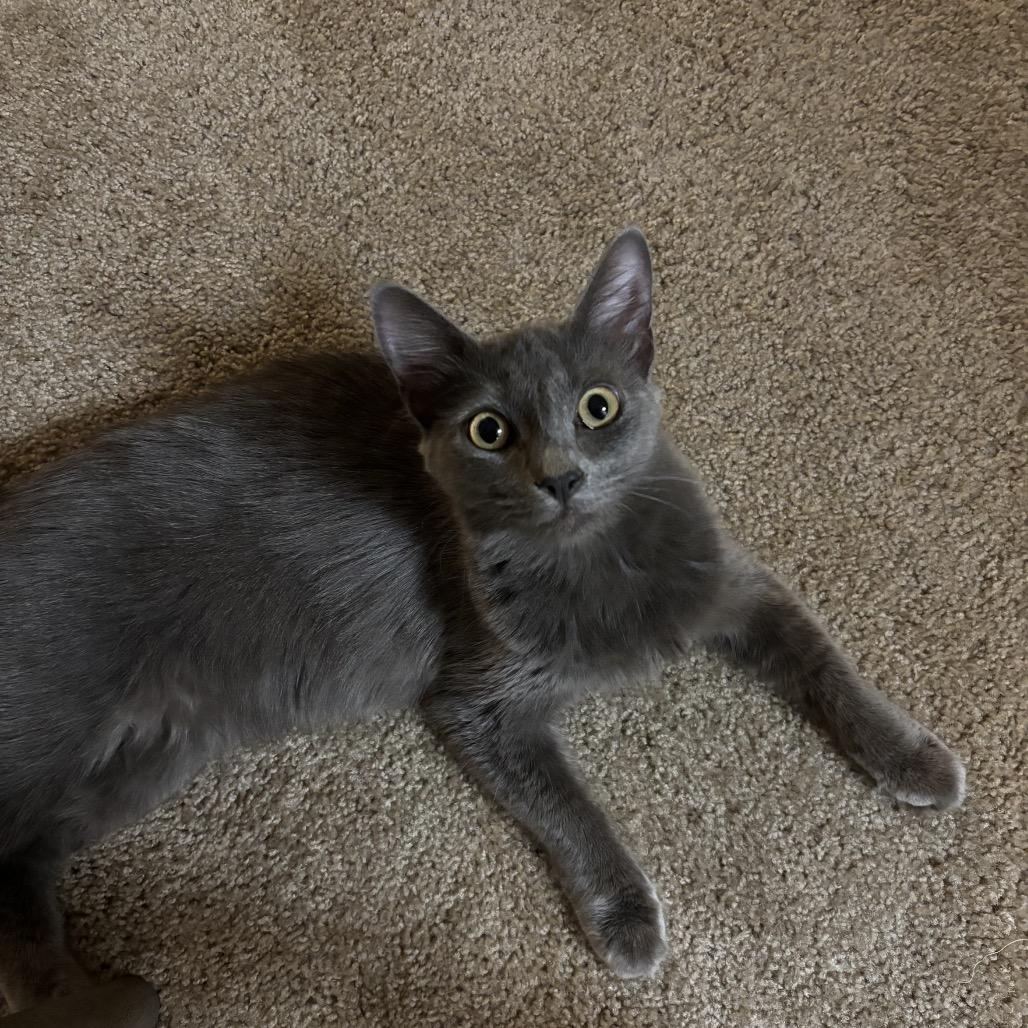 Sylvia, a Adoptable Domestic Long Hair in Phoenix, AZ image 3/6