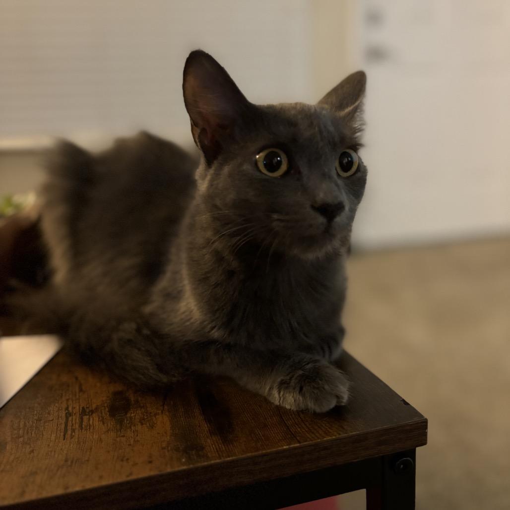 Sylvia, a Adoptable Domestic Long Hair in Phoenix, AZ image 4/6